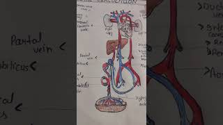 Fetal circulation bscnursing [upl. by Neila]