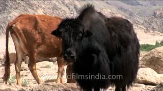 Female yak and cows [upl. by Lihkin]