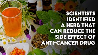 Scientists identified a herb that can reduce the side effect of anticancer drug [upl. by Dagna]