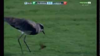 Milton Leite narra briga entre queroquero e mariposa durante jogo do Palmeiras [upl. by Nnylamme]