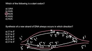 Start codon and DNA synthesis [upl. by Aimee]