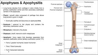 Apophyses of Long Bones OsgoodSchlatter Syndrome amp Sever’s Disease [upl. by Lienahs]