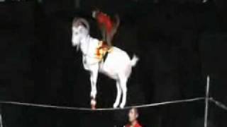 Tightrope walking goat with a monkey jockey Crazy [upl. by Goldman27]