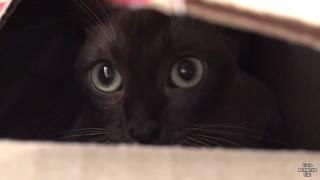 Burmese Cat Hides in a Box  Cute amp Funny [upl. by Jordan]