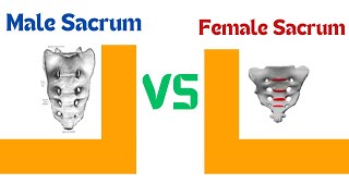 Male sacrum VS Female sacrum [upl. by Rawna]