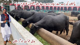 Full Farm Visit of World Best Nili Ravi Buffalo Breeder Haji Shaukat Doggar Multan buffalo cow [upl. by Galvan771]