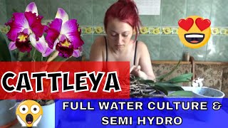 Repotting Cattleya Orchids in Semi Hydro and in Full Water Culture [upl. by Philips]