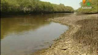 Mangrove in the UAE أشجار القرم في الامارات [upl. by Llebiram]