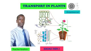 FORM 2 TRANSPORT IN PLANTS [upl. by Brunhild]