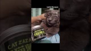 cat stink funny memes [upl. by Leduar976]