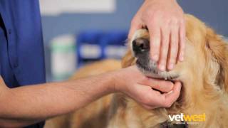 Giving Your Dog a Tablet  Vetwest Animal Hospitals [upl. by Alocin]