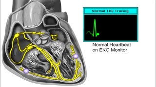 How the Heart Works  Electrical System of the Heart Animation  Cardiac Conduction Video  ECG [upl. by Annaes]