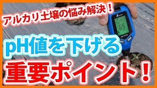 家庭菜園や農園栽培で土壌酸度を下げる土作りの調整方法！pH値を下げる重要作業を徹底解説！Tips for lowering soil acidity from a Japanese farmer [upl. by Quar]