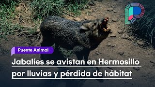 Cochis jabalíes se avistan en alrededores de Hermosillo por lluvias y pérdida de hábitat [upl. by Nove]