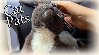 Petting a Cat  Soothing ASMR [upl. by Ahseat316]