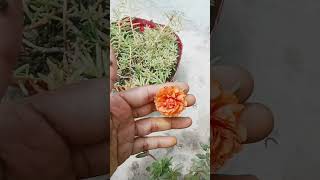 moss rose 🌹 plant in my terrace garden flowersgardninig [upl. by Nahpets]