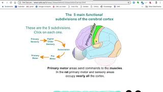 Lecture 5 Association Cortex 2018 [upl. by Ellimak]