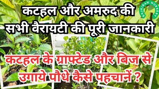 कटहल और अमरूद के पौधों के बारे में सारी जानकारी youtube nursery plants [upl. by Aioj]