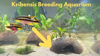 How To Build an Easy KRIBENSIS BREEDING AQUARIUM [upl. by Leen801]