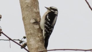 Downy Woodpecker Calls [upl. by Adnahcal]