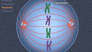 Animation How the Cell Cycle Works [upl. by Ferdy]