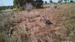 Rope a wild boar On Horseback [upl. by Ellenahc]