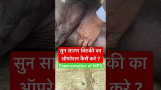 Demonstration of medial patellar Desmotomy l dr Umar Khan [upl. by Rainah]