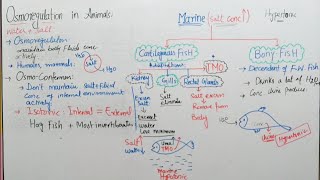 Osmoregulation in animals class 12 osmoregulation in Fish by irtisams biology [upl. by Sarnoff]