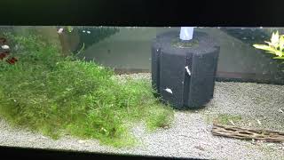 Planeria in shrimp tank How I use Panacur C and Dosing amounts [upl. by Powel]