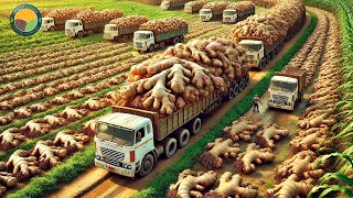 How Farmers Harvest Ginger with Modern Technology Ginger Processing Factory  Farming Documentary [upl. by Aleirbag635]