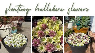 Floating Hellebore Flowers to reduce seed set [upl. by Nilyarg114]