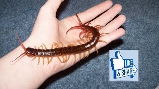 La scolopendra millepiedi velenoso centopiedi clicca sul banner per sostenere il canale Grazie [upl. by Yaya]