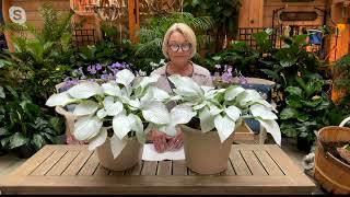 Barbara King 2Piece Hosta White Feather Live Plant on QVC [upl. by Radnaskela]