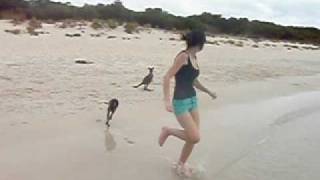 Baby Kangaroo swimming at the Beach [upl. by Obelia480]