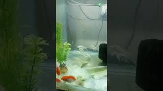 redcap Orinda tank setup [upl. by Nwahsad705]