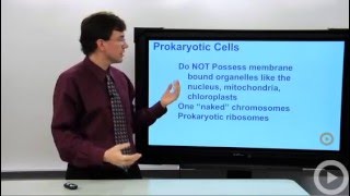 Prokaryotic Cells [upl. by Erdnad]