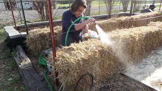 STRAW BALE GARDENINGDAY 1  CONDITIONING THE BALES [upl. by Hgielsa]