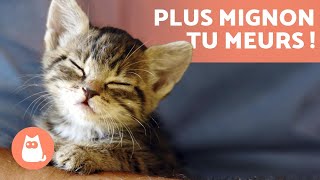 Vidéos de CHATONS 😻 Mignons drôles rigolos et adorables [upl. by Almap327]