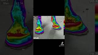 Veterinary Thermography  Hoof Abscess [upl. by Philis]