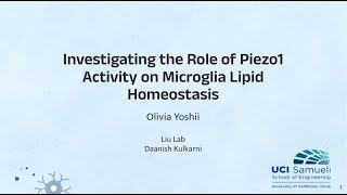 Investigating the Role of Piezo1 Activity in Microglia Lipid Homeostasis [upl. by Anahsirk]