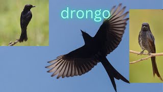 Drongo  nature videos  4k videos  birds lovers  Friday November 18 2022 [upl. by Diaz]