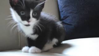 Tuxedo Kittens playing [upl. by Quent]