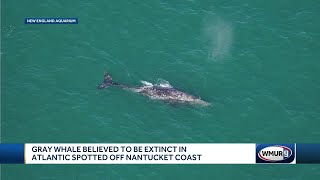 Gray whale believed to be extinct in Atlantic Ocean spotted off Nantucket coast [upl. by Acebber633]