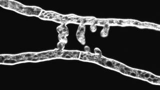 Chemotropic interaction between fusion hyphae in N crassa Hyphae stained with FM464 [upl. by Louella]