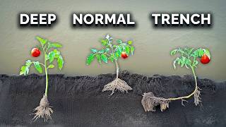 What Happens When You Transplant Tomatoes 3 Different Ways [upl. by Obeded]