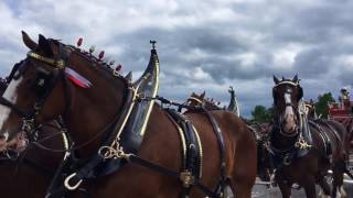 Budweiser Clydesdales in Baldwinsville NY [upl. by Ellehctim]