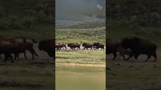 Cunning Grizzly Seizes Opportunity to Hunt Straggling Bison Calf from Fleeing Herd [upl. by Donia]