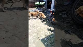 dog dogfights dogfight dogfunnyshortsshortvideoshortsvideotrendingtrendingshortsviralvideo [upl. by Zsuedat]