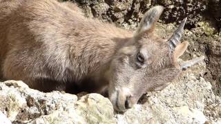 Alpensteinbock Capra ibex [upl. by Fusuy]