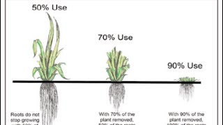 Browse impacting soil health [upl. by Ummersen888]